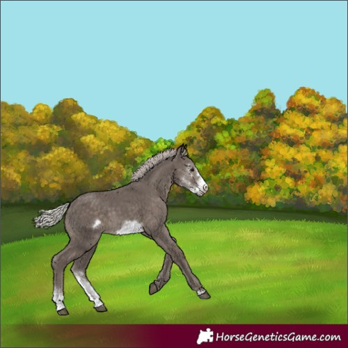 Horse Color:Silver Black Sabino Frame