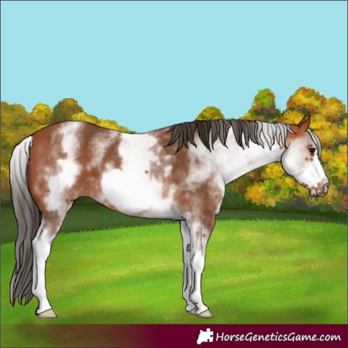 Horse Color:White Spotted Bay Frame 