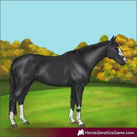Horse Color:Black 