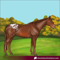 Horse Color:Chestnut Blanket