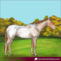 Horse Color:Red Roan Snowcap 