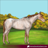 Horse Color:Red Roan Snowcap 