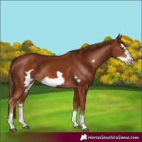 Horse Color:Chestnut Splash Frame