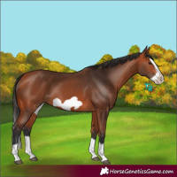 Horse Color:Bay Splash Frame 