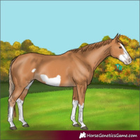 Horse Color:Chestnut Splash Frame