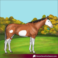Horse Color:Bay Splash Frame