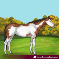 Horse Color:Bay Splash Frame