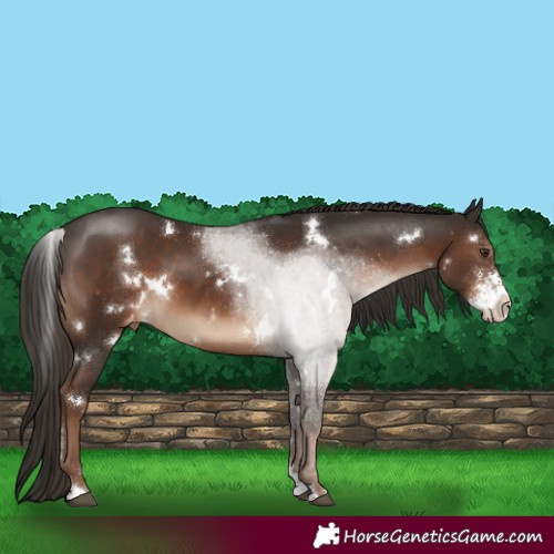 Horse Color:White Spotted Liver Chestnut Sabino Appaloosa 