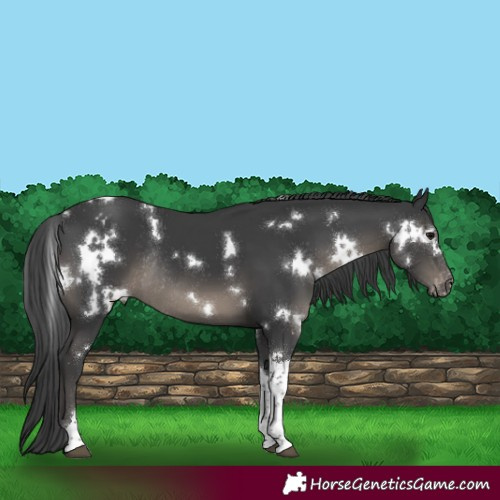 Horse Color:White Spotted Black Tobiano Appaloosa Rabicano