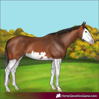 Horse Color:Bay Splash Frame
