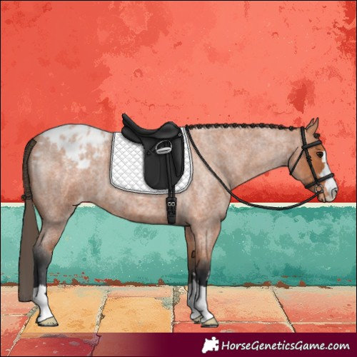 Horse Color:Bay Roan Blanket 
