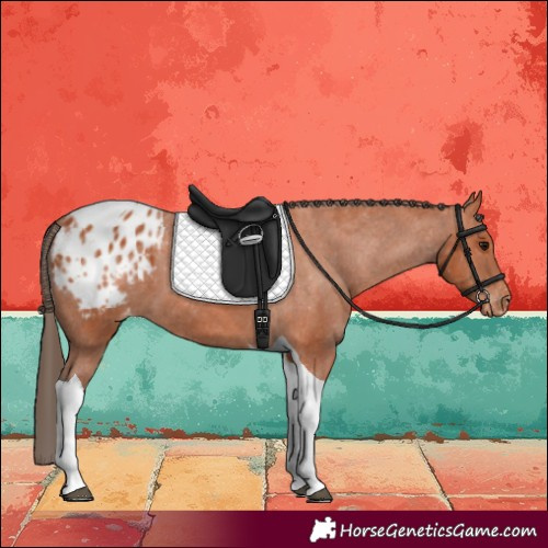 Horse Color:Bay Tobiano Blanket 