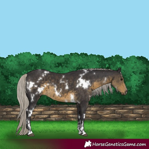 Horse Color:White Spotted Silver Smoky Black