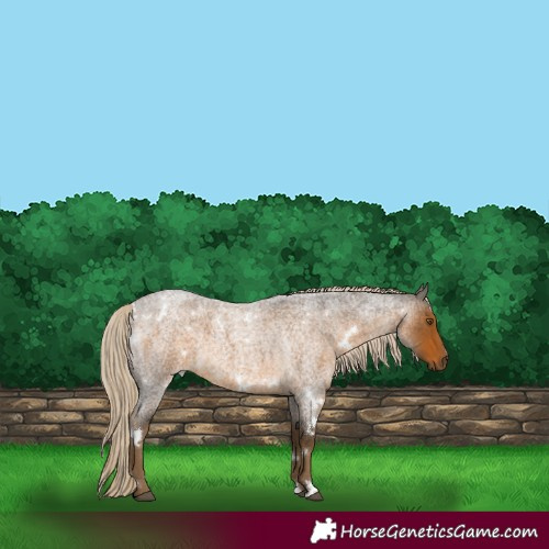 Horse Color:White Spotted Chocolate Palomino Roan 