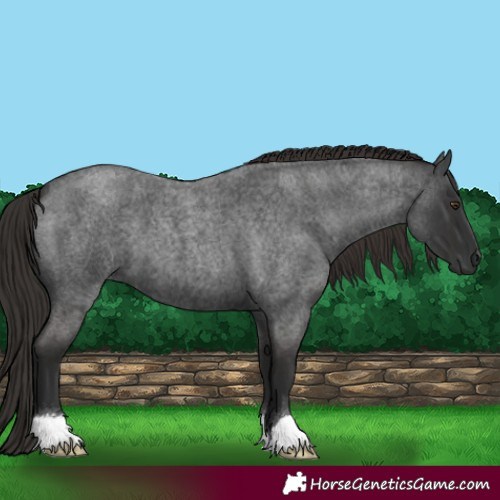Horse Color:Liver Red Roan