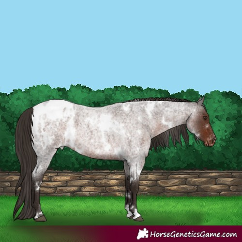 Horse Color:White Spotted Liver Red Roan Appaloosa