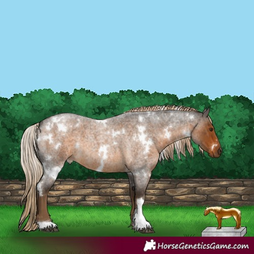 Horse Color:White Spotted Chocolate Palomino Roan 
