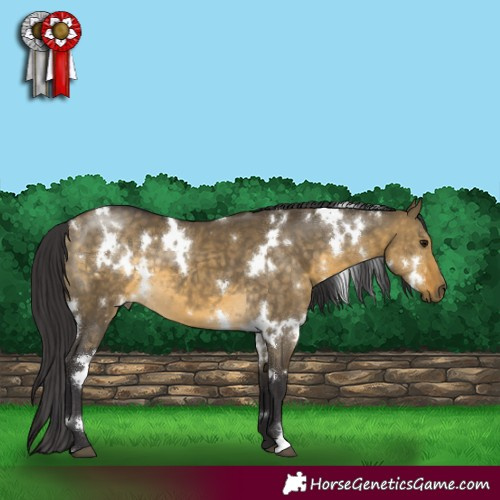 Horse Color:White Spotted Buckskin Dun 