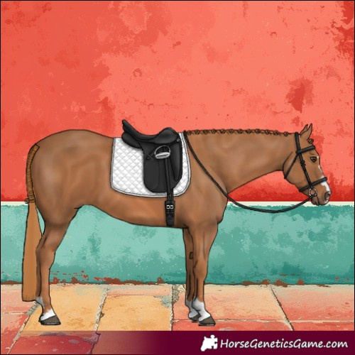 Horse Color:Chestnut 