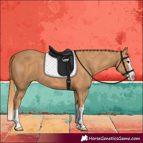 Horse Color:Chestnut Splash 