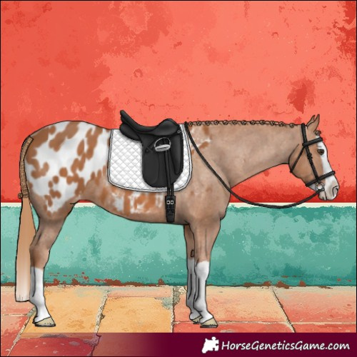 Horse Color:Chestnut Splash Blanket 