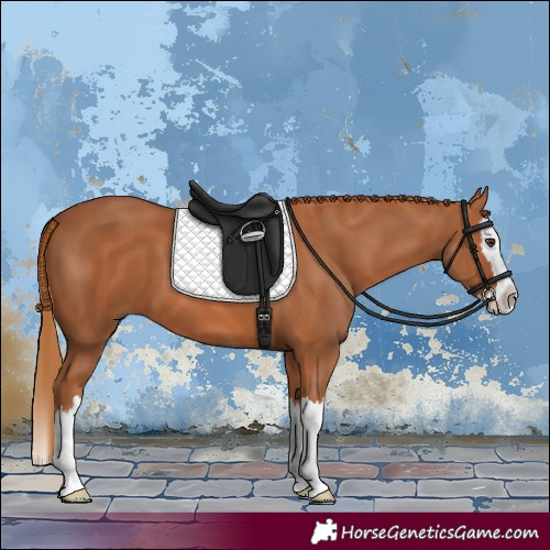 Horse Color:Chestnut Splash 