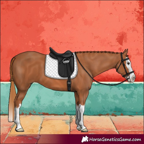 Horse Color:Chestnut Splash 
