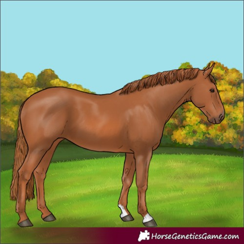Horse Color:Chestnut 