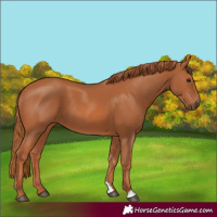 Horse Color:Chestnut 