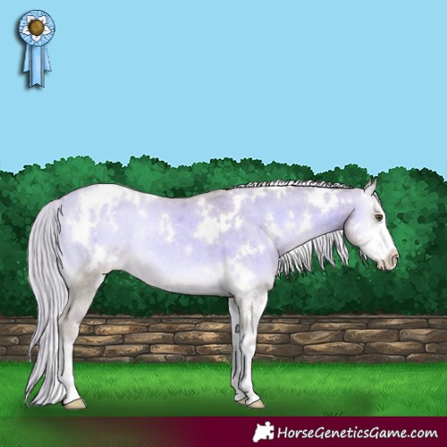 Horse Color:Watercolor White Spotted Gold Cream Champagne Onyx Sabino Appaloosa Rabicano 