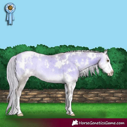 Horse Color:Watercolor White Spotted Gold Cream Champagne Onyx Sabino Appaloosa Rabicano 