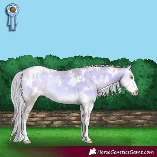 Horse Color:Watercolor White Spotted Gold Cream Champagne Onyx Sabino Varnish Rabicano 