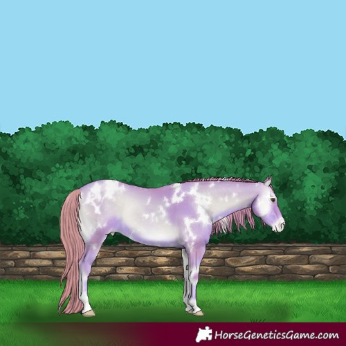 Horse Color:Watercolor White Spotted Gold Champagne Onyx Appaloosa Rabicano 