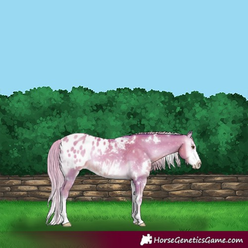 Horse Color:Watercolor White Spotted Gold Cream Champagne Onyx Sabino Appaloosa Rabicano 