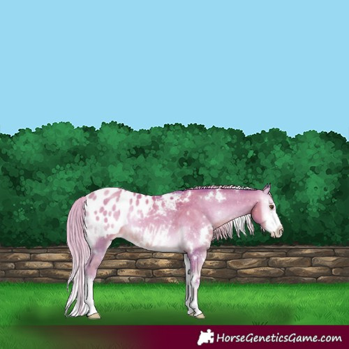 Horse Color:Watercolor White Spotted Gold Cream Champagne Onyx Sabino Varnish Rabicano 