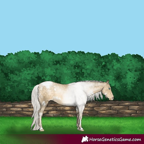 Horse Color:White Spotted Silver Buckskin Pearl Appaloosa