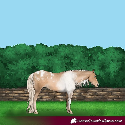 Horse Color:White Spotted Chocolate Palomino Pearl Appaloosa 