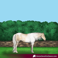 Horse Color:White Spotted Silver Buckskin Pearl Snowflake Varnish
