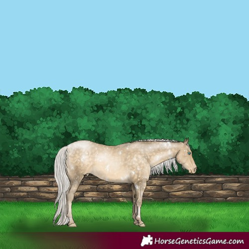 Horse Color:White Spotted Silver Buckskin Pearl Appaloosa 