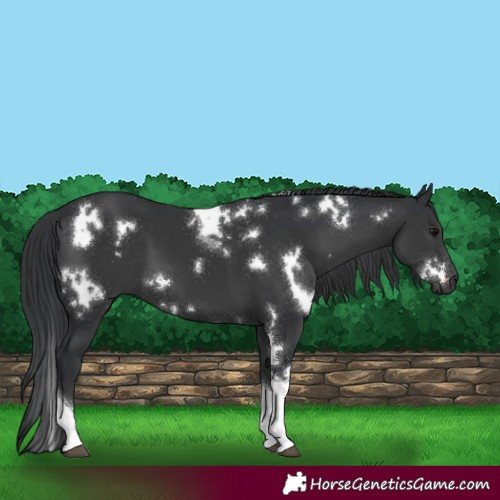 Horse Color:White Spotted Black Tobiano 