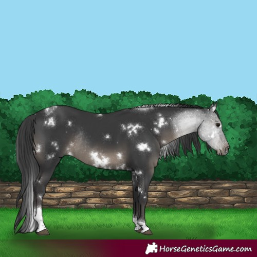 Horse Color:White Spotted Black Tobiano Rabicano