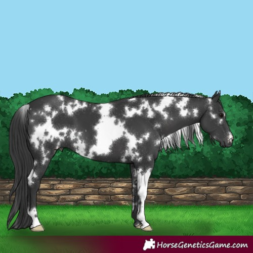 Horse Color:White Spotted Black 