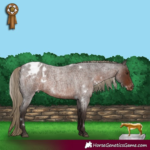 Horse Color:White Spotted Liver Red Roan Appaloosa 