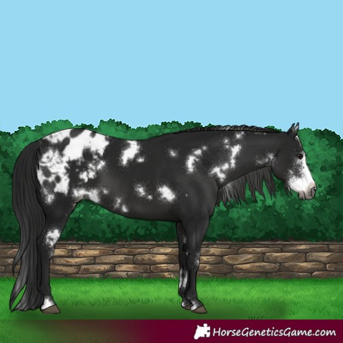 Horse Color:Gray White Spotted Black Sabino Appaloosa 