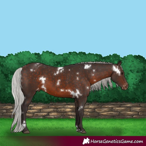 Horse Color:White Spotted Silver Brown Appaloosa 