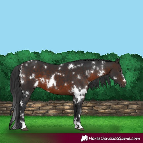 Horse Color:White Spotted Brown