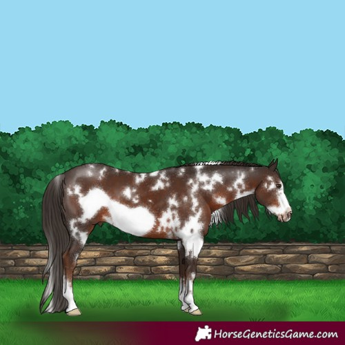 Horse Color:White Spotted Liver Chestnut Sabino Frame 