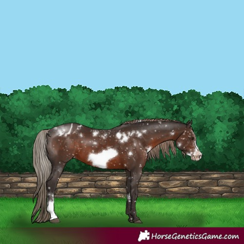 Horse Color:White Spotted Liver Chestnut Sabino Frame Appaloosa 