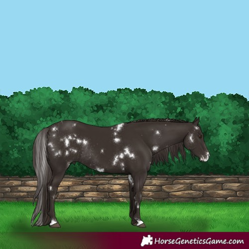 Horse Color:White Spotted Liver Chestnut Rabicano 