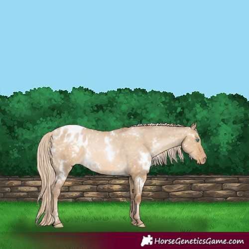 Horse Color:White Spotted Chocolate Palomino Pearl Dun Appaloosa 